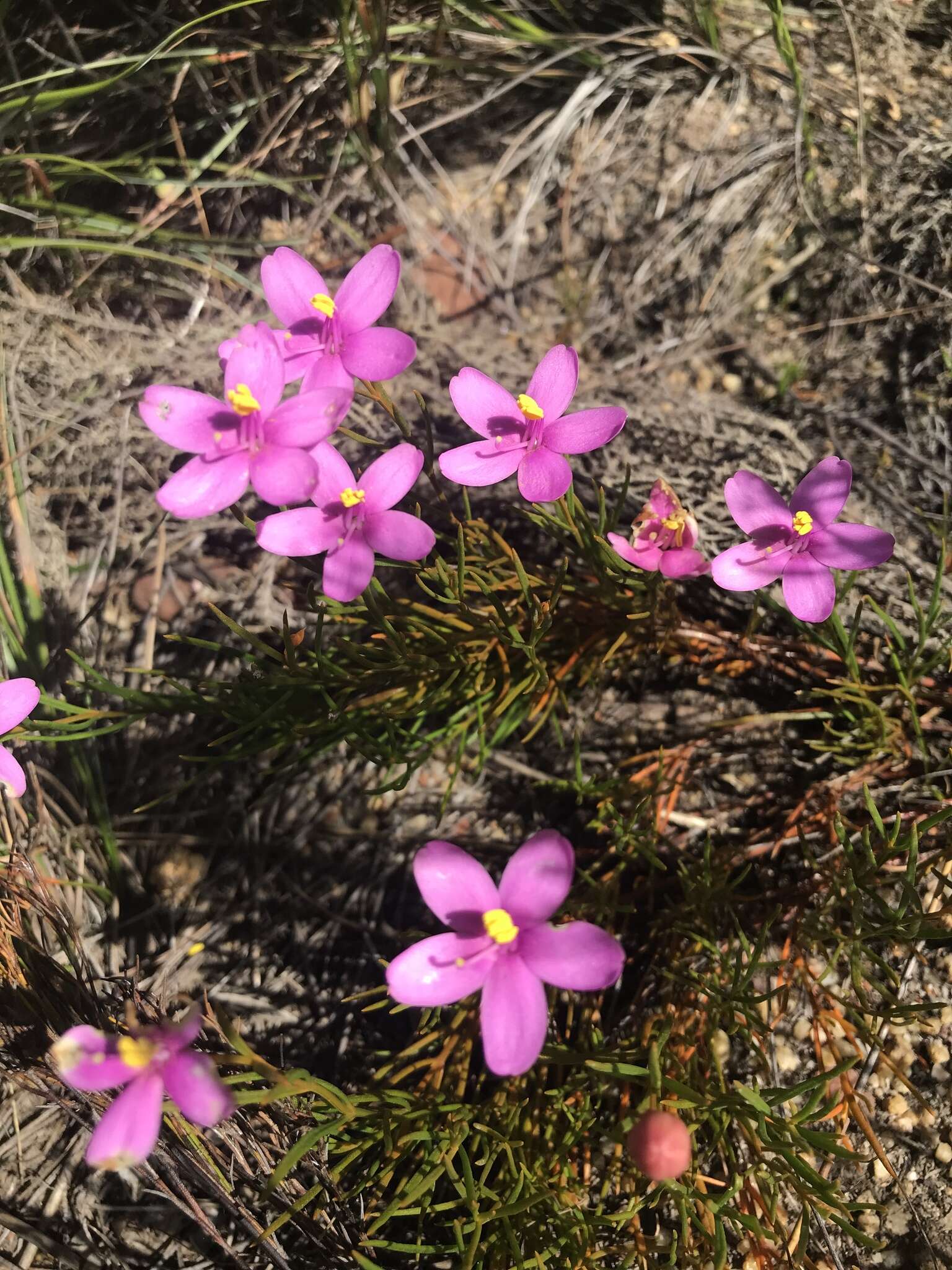 Image of Chironia linoides L.