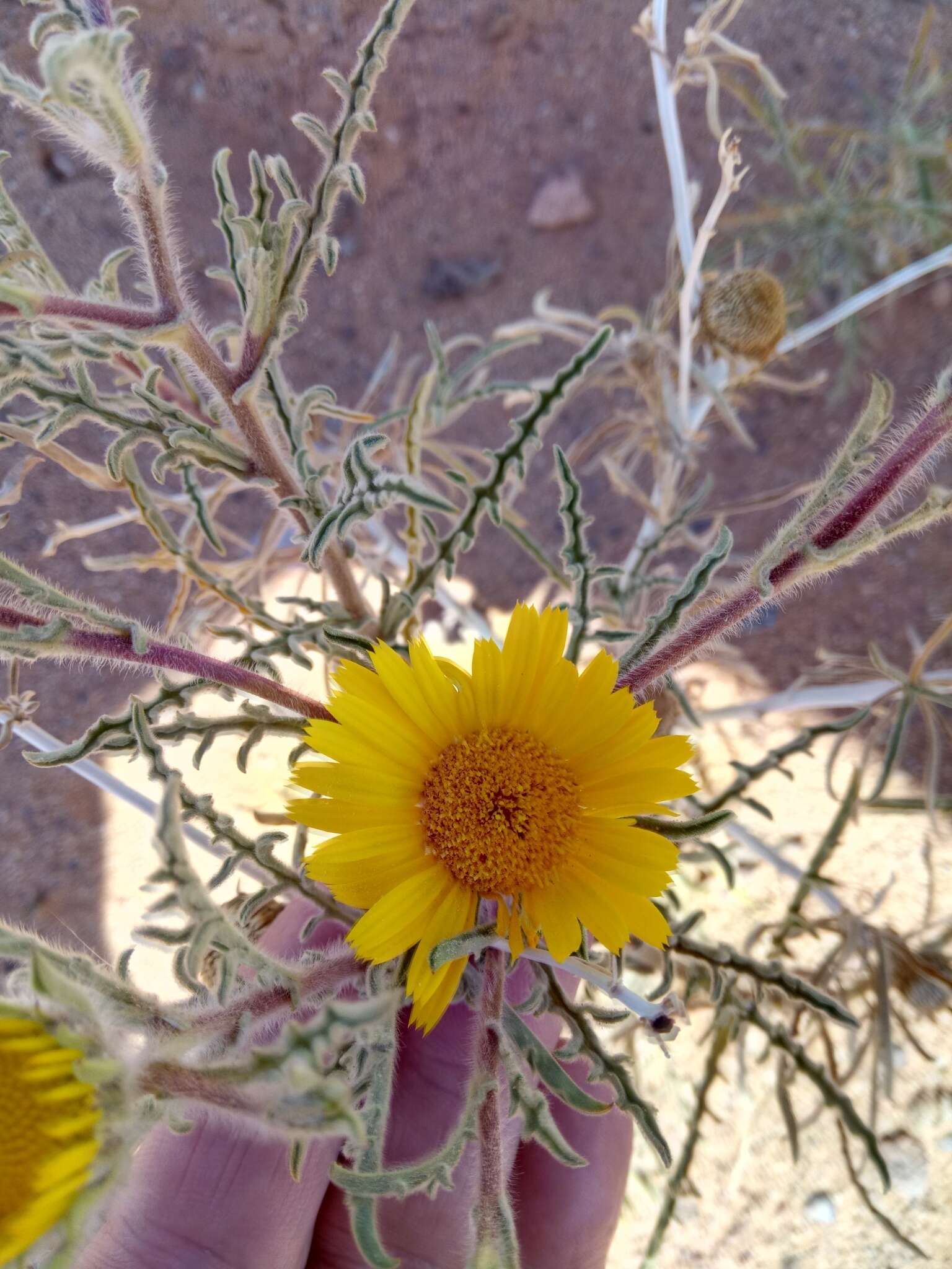 Image of Asteriscus graveolens (Forsk.) Less.