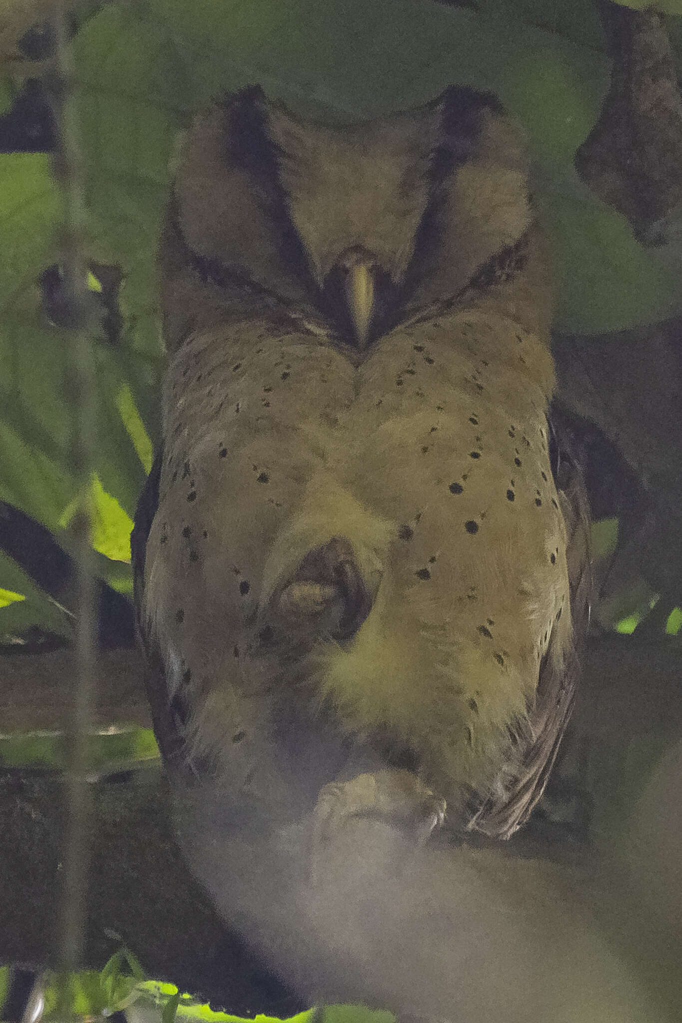 Image of Sri Lanka Bay Owl