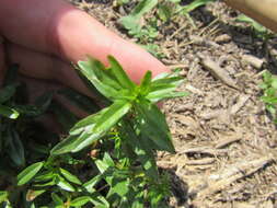 Image of lowland rotala