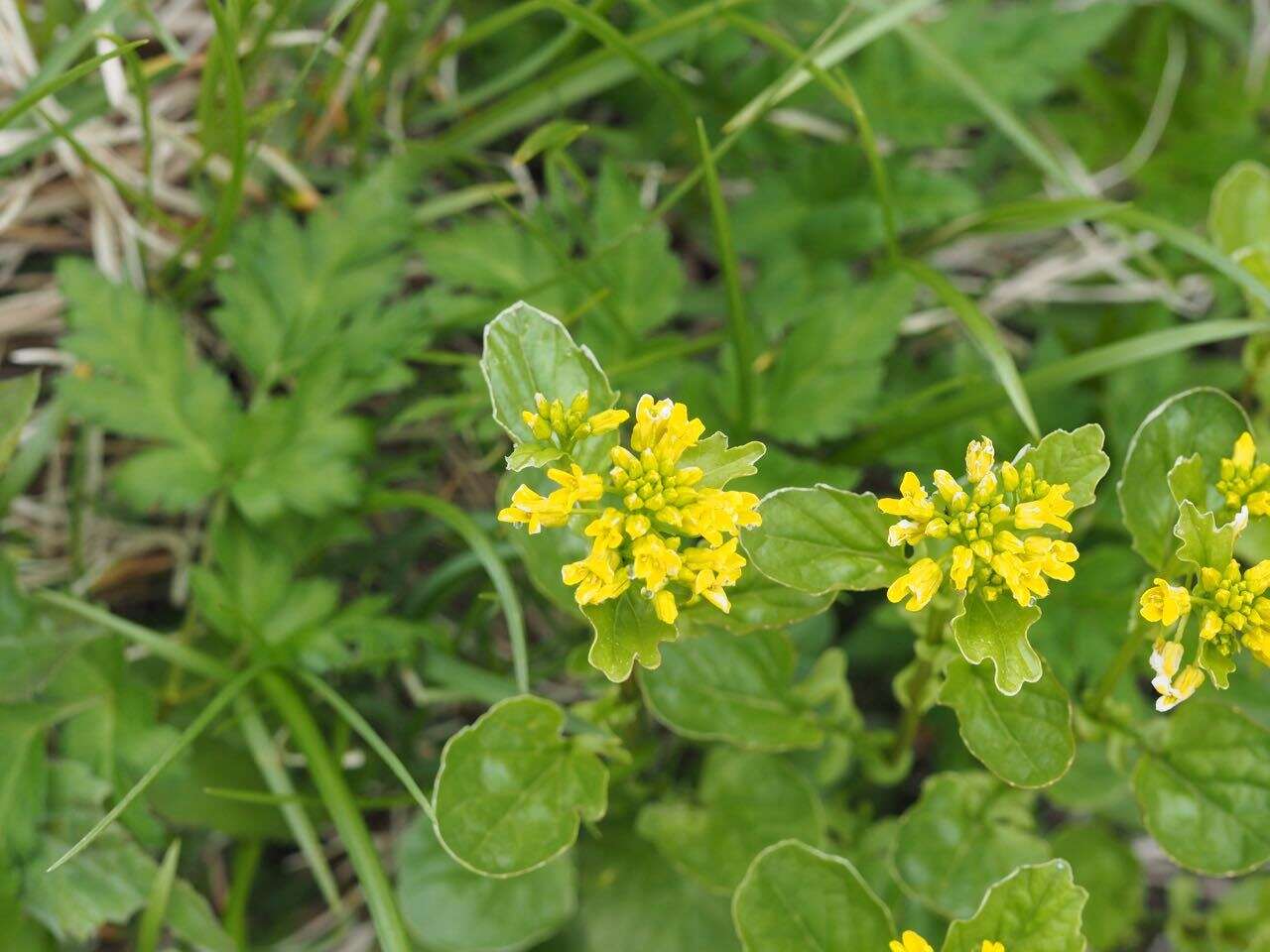 Sivun Draba japonica Maxim. kuva