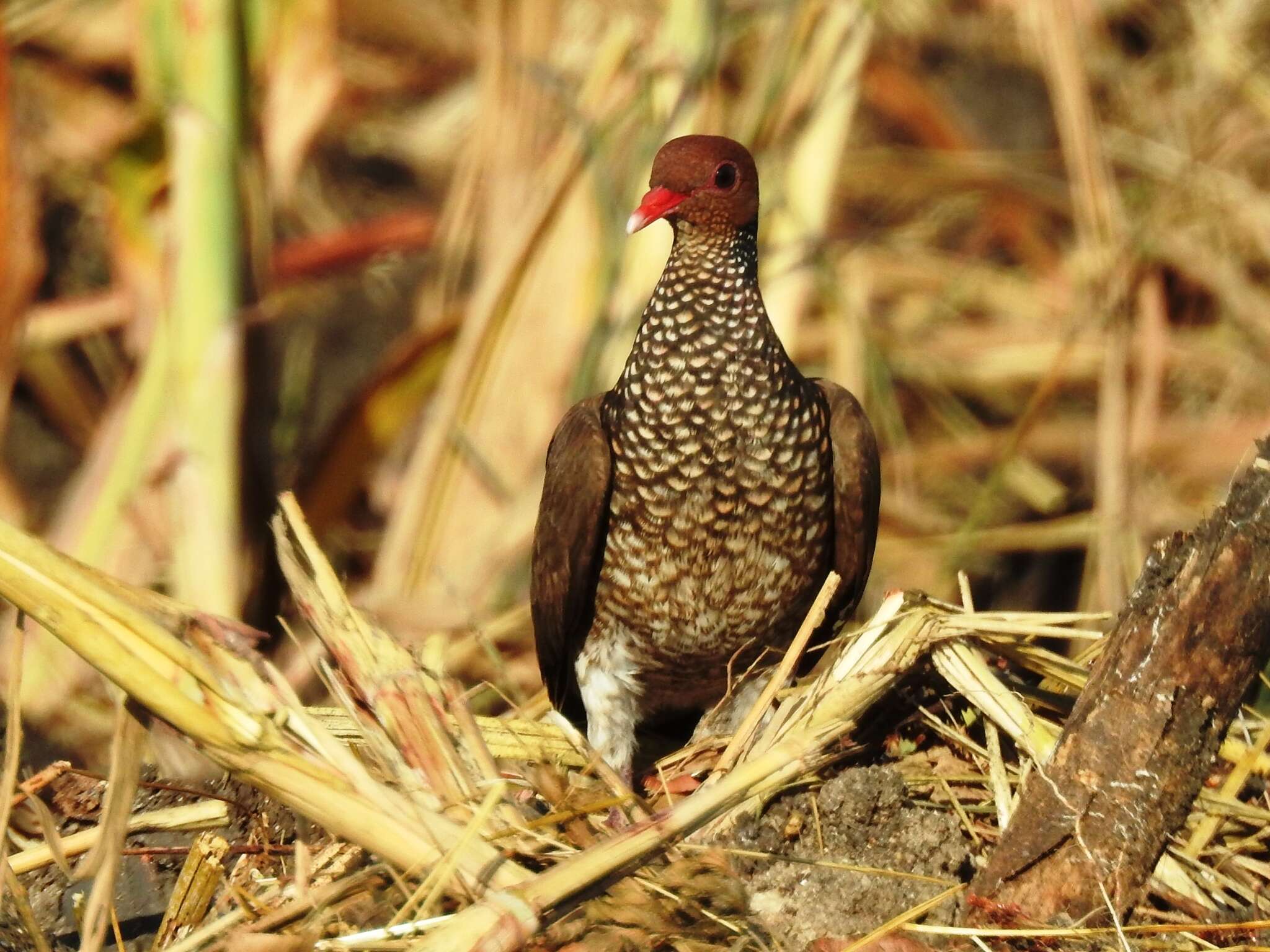 صورة Patagioenas speciosa (Gmelin & JF 1789)