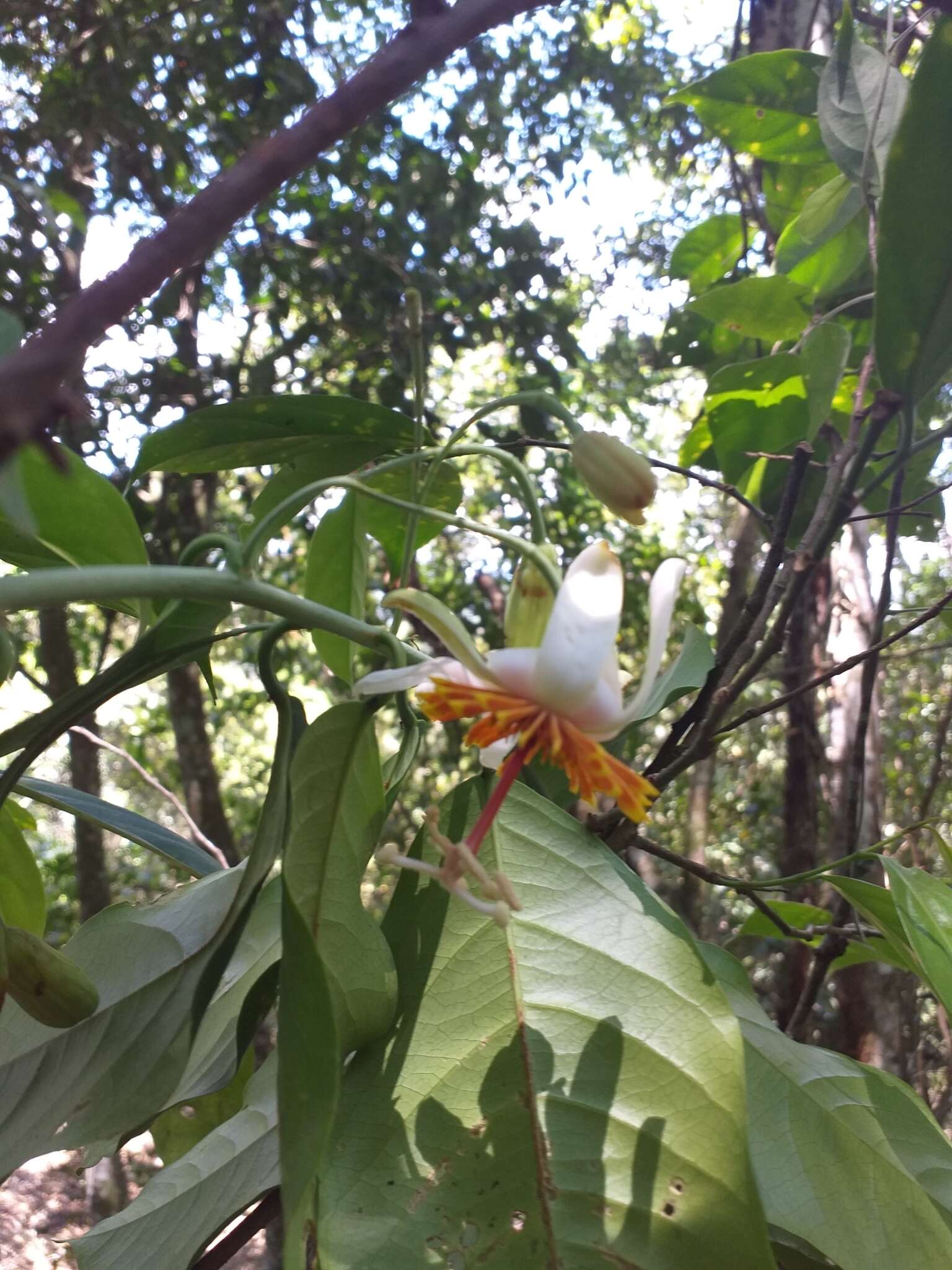 Image of Passiflora pittieri Mast.