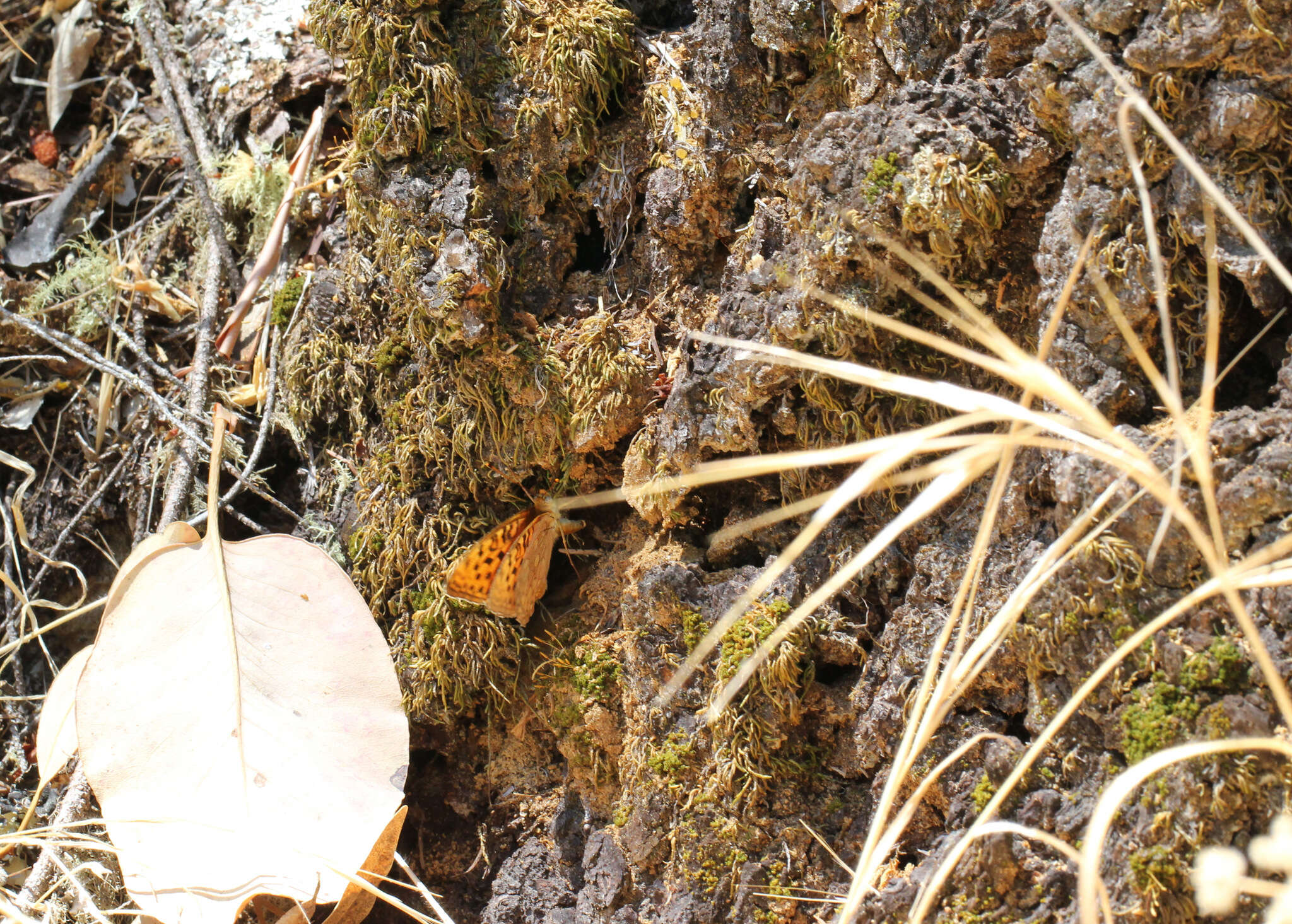 Image of Adiaste Fritillary