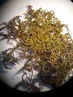 Image of Frullania pycnantha (Hook. fil. & Taylor) Gottsche, Lindenb. & Nees