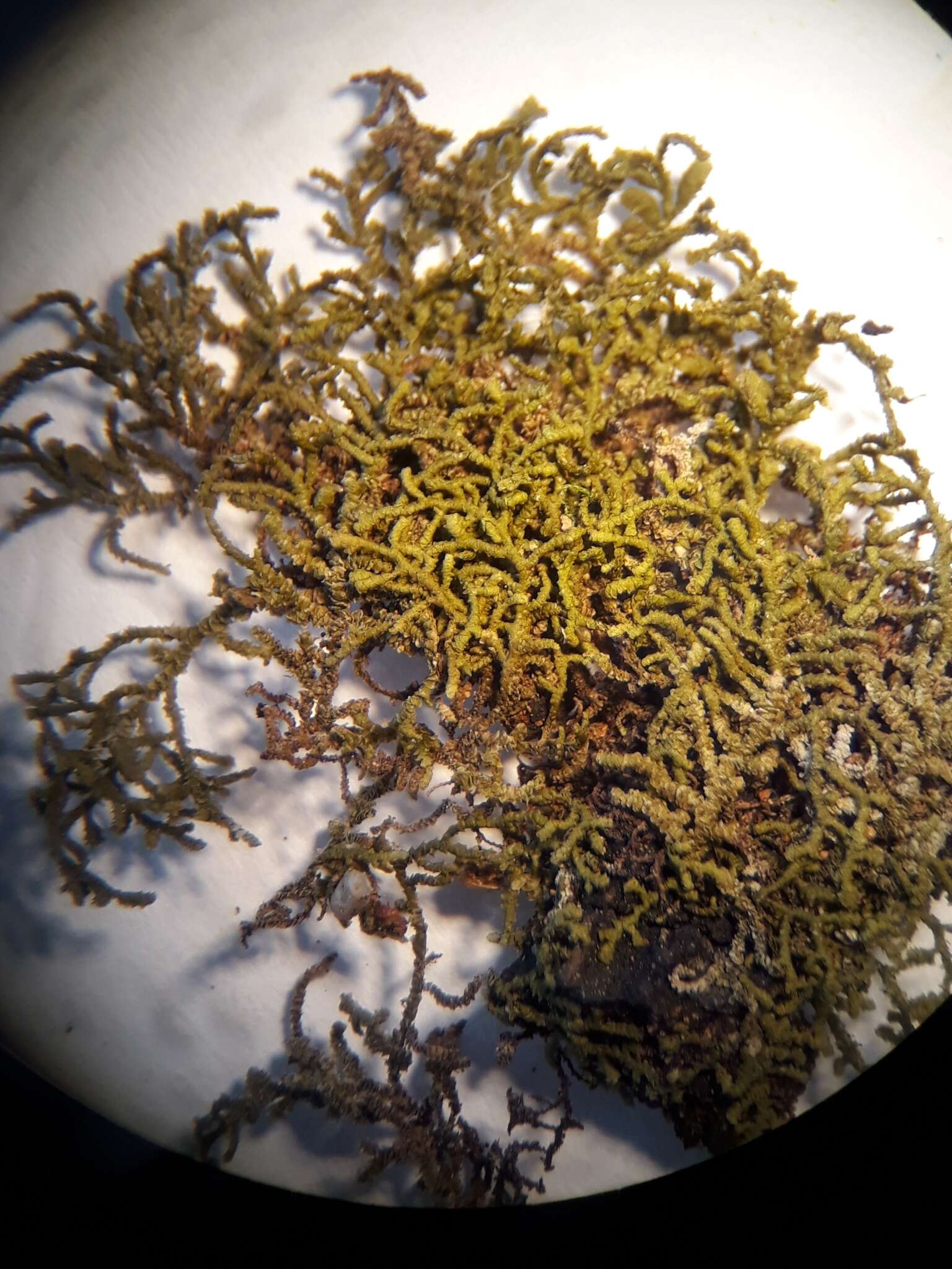 Image of Frullania pycnantha (Hook. fil. & Taylor) Gottsche, Lindenb. & Nees