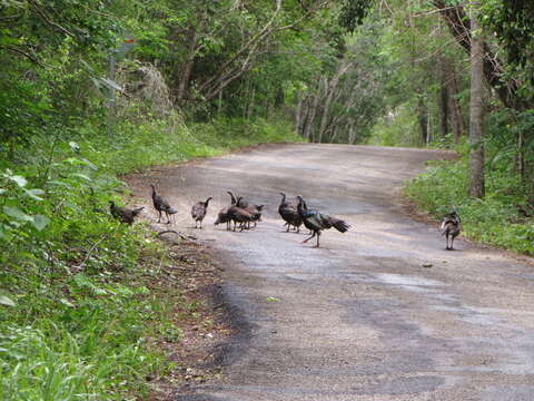 Image of Ocellated Turkey