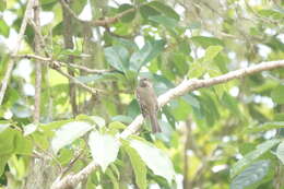 Image of Jamaican Pewee