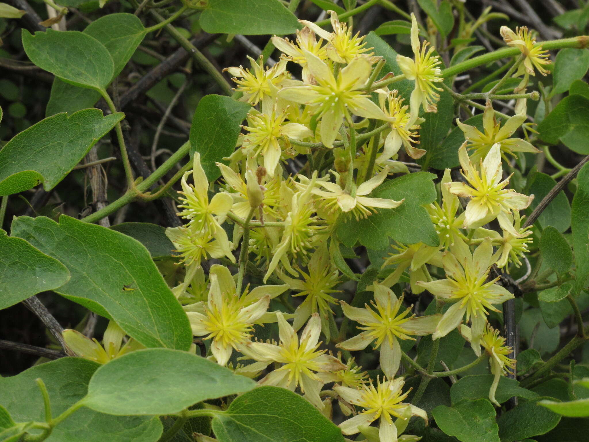 Image of Clematis foetida Raoul