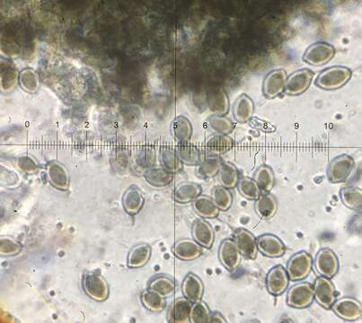 صورة Zopfiella erostrata (Griffiths) Udagawa & Furuya 1974