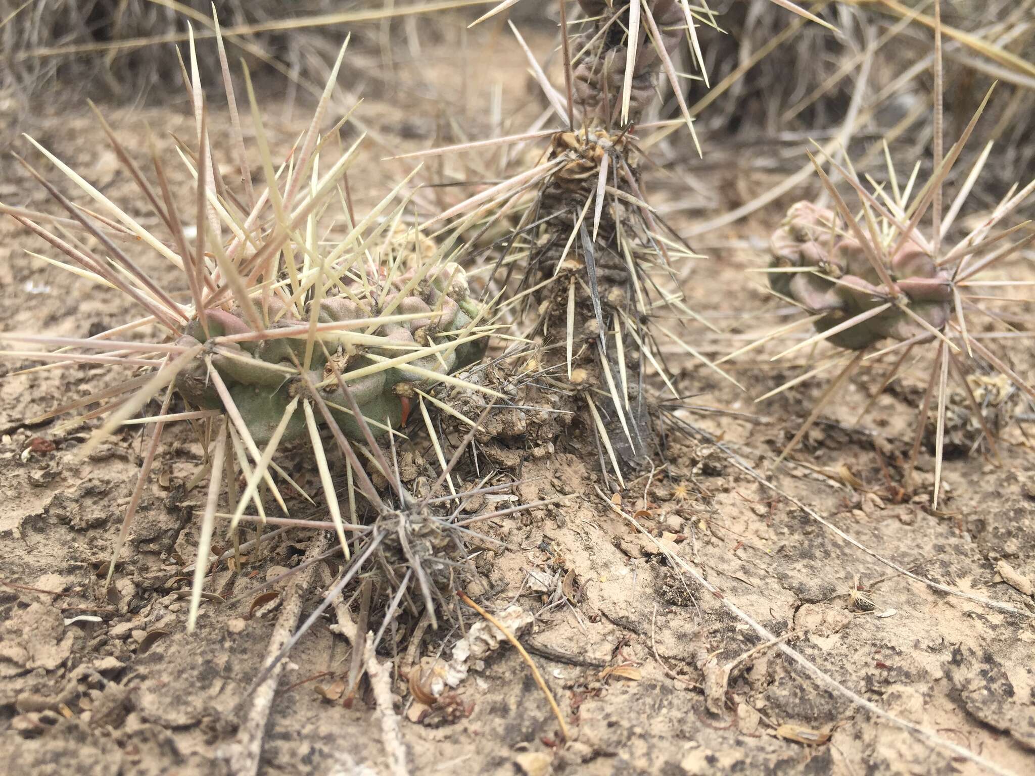 Image of thistle cholla