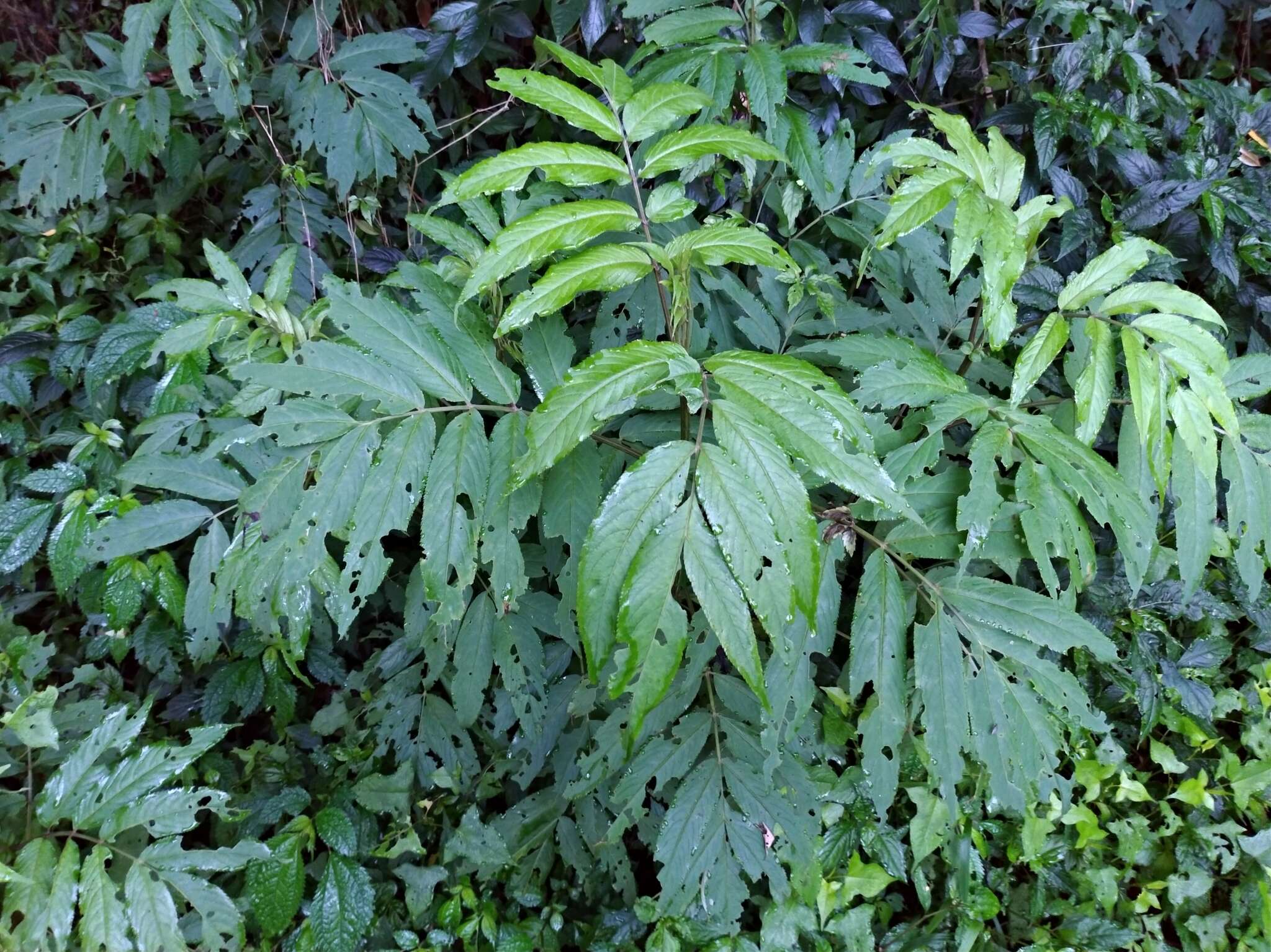 Plancia ëd Sambucus javanica Reinw. ex Bl.