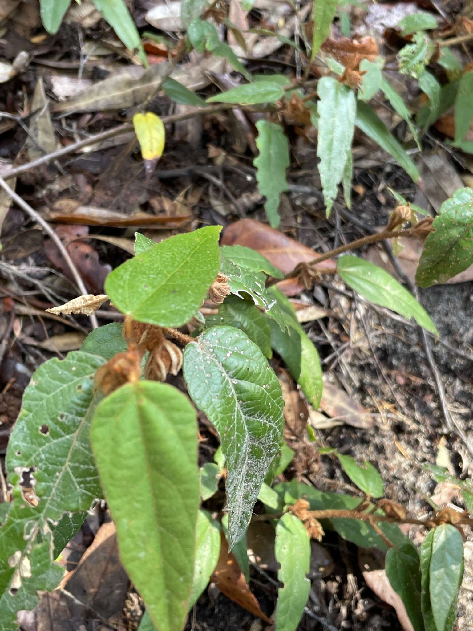 Imagem de Lasiopetalum ferrugineum Sm.