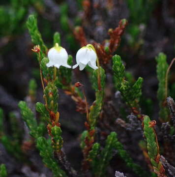 Image de Cassiope tetragona subsp. tetragona