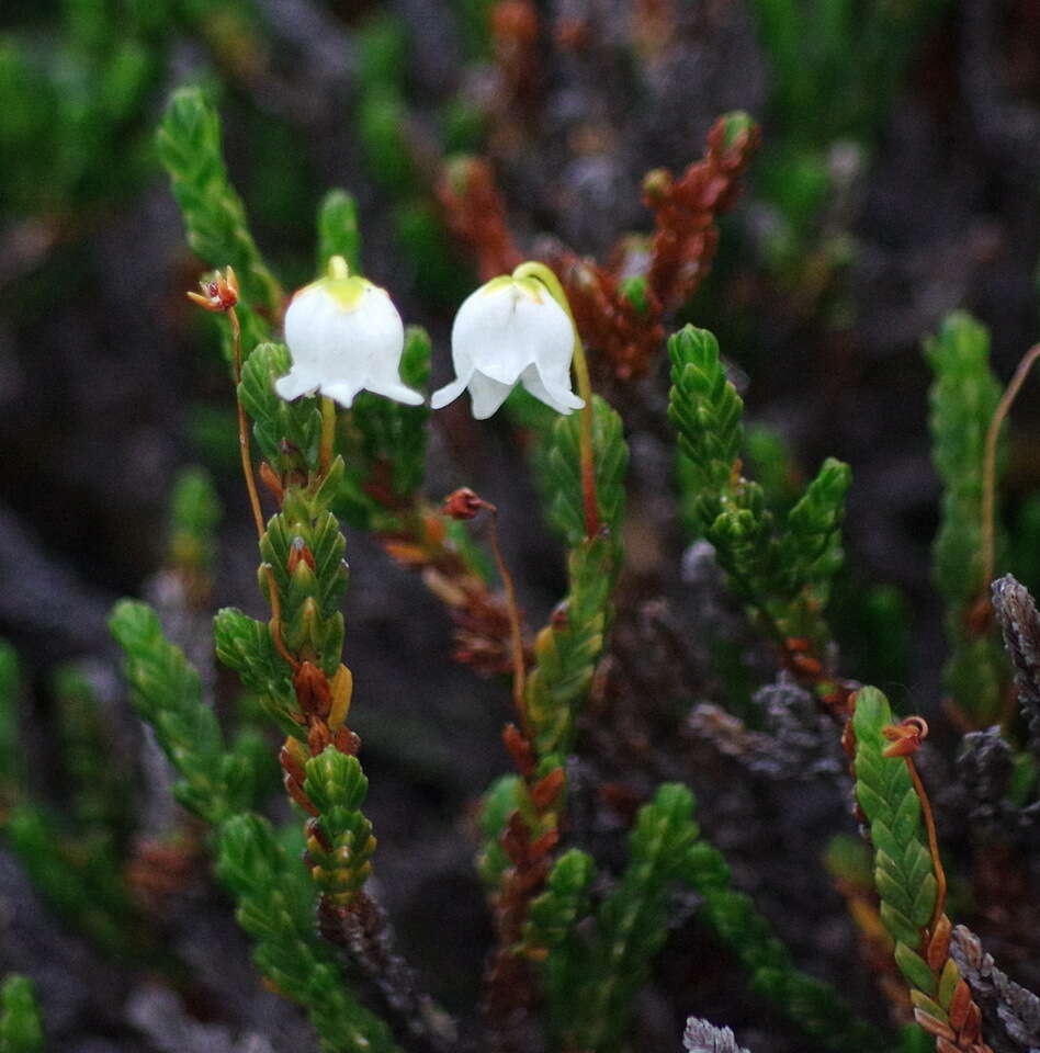 Image of white arctic mountain heather