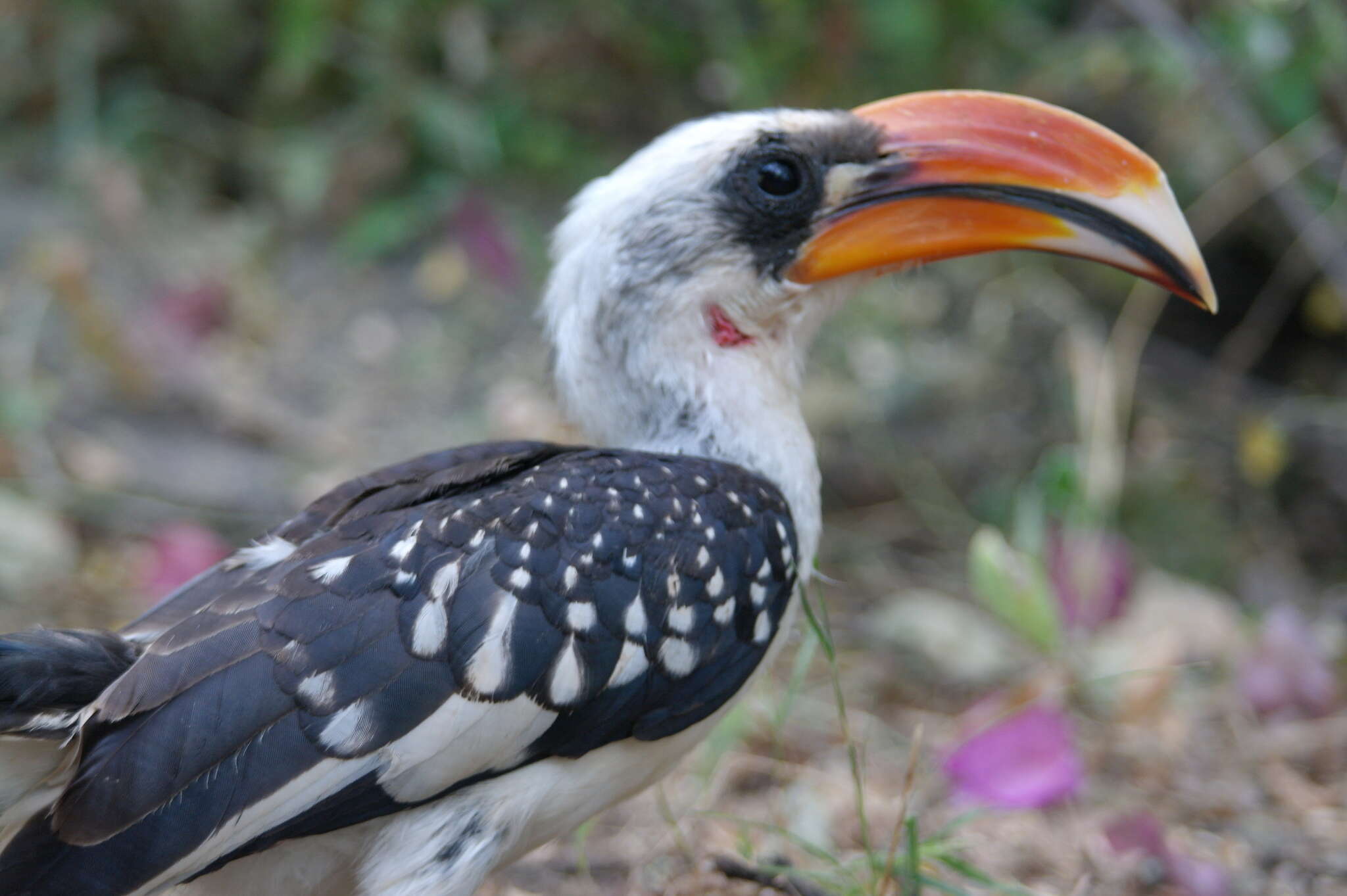 Image of Jackson's Hornbill