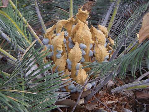 Image de Cycas calcicola Maconochie