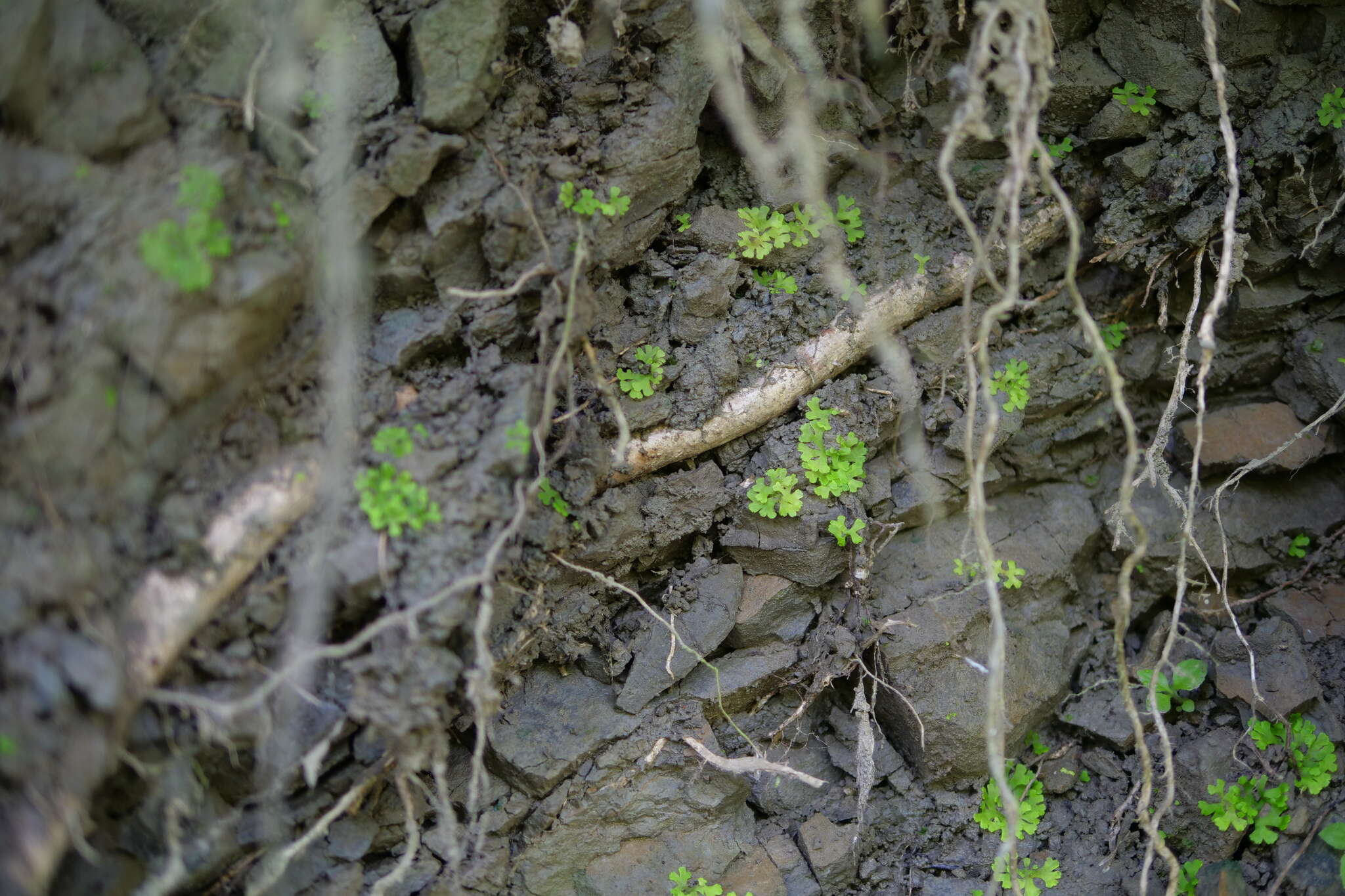 Image of Cyathodium smaragdinum Schiffn.