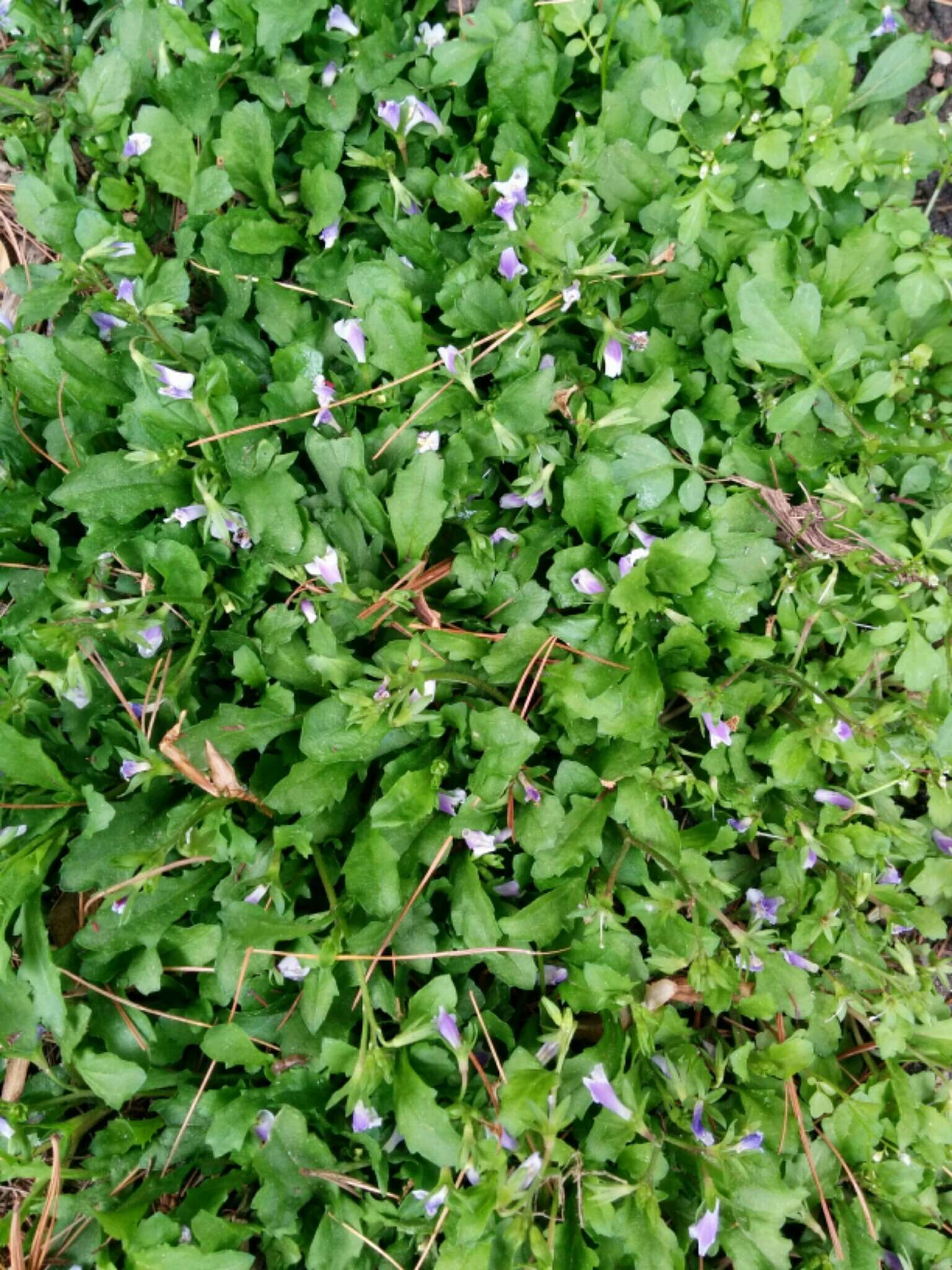 Image of Japanese mazus