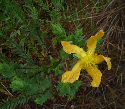 Image of Hypericum styphelioides A. Rich.