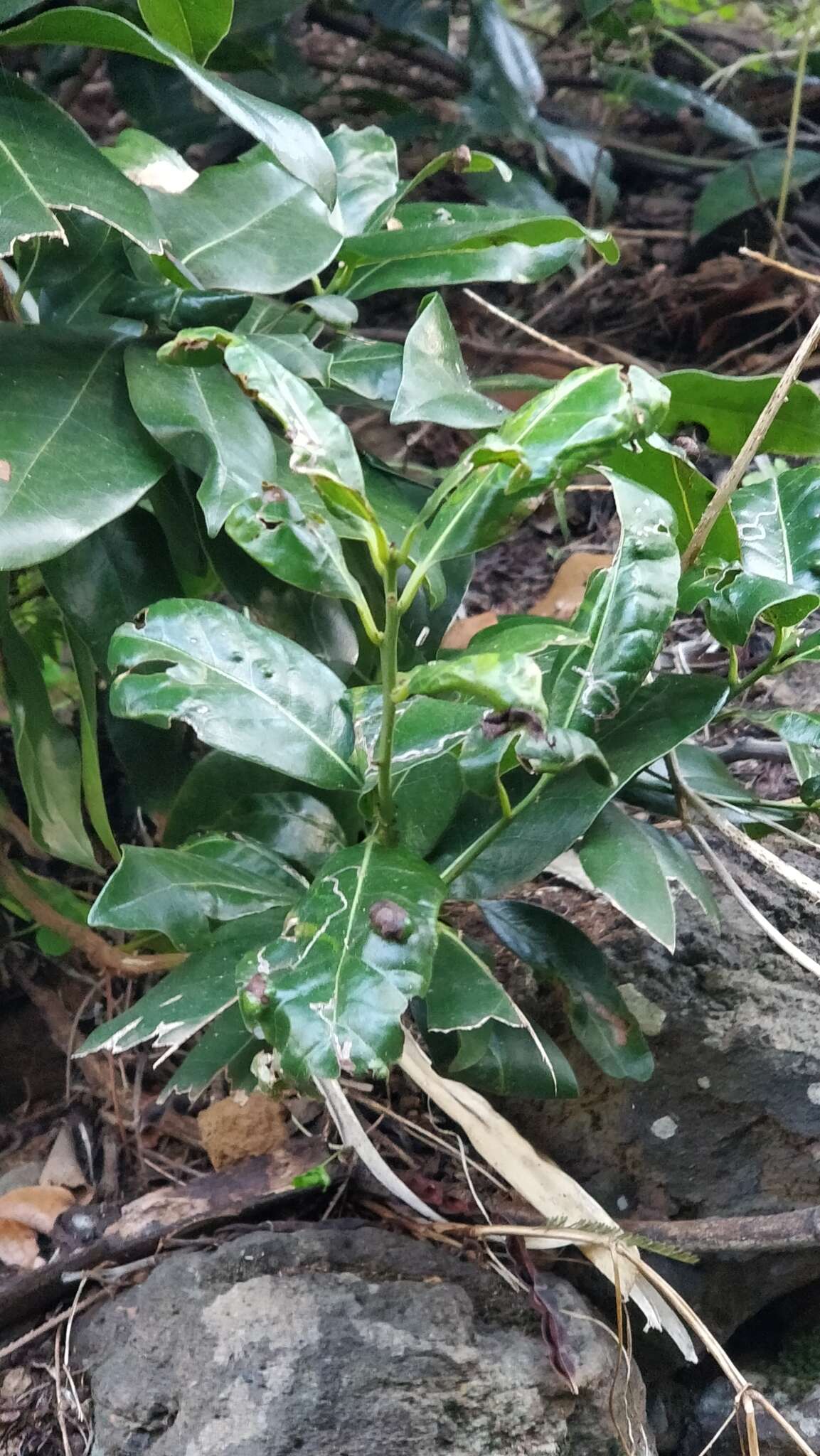 Image of Apollonias barbujana subsp. barbujana