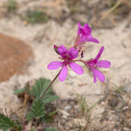 Image of Pelargonium rodneyanum Lindl.