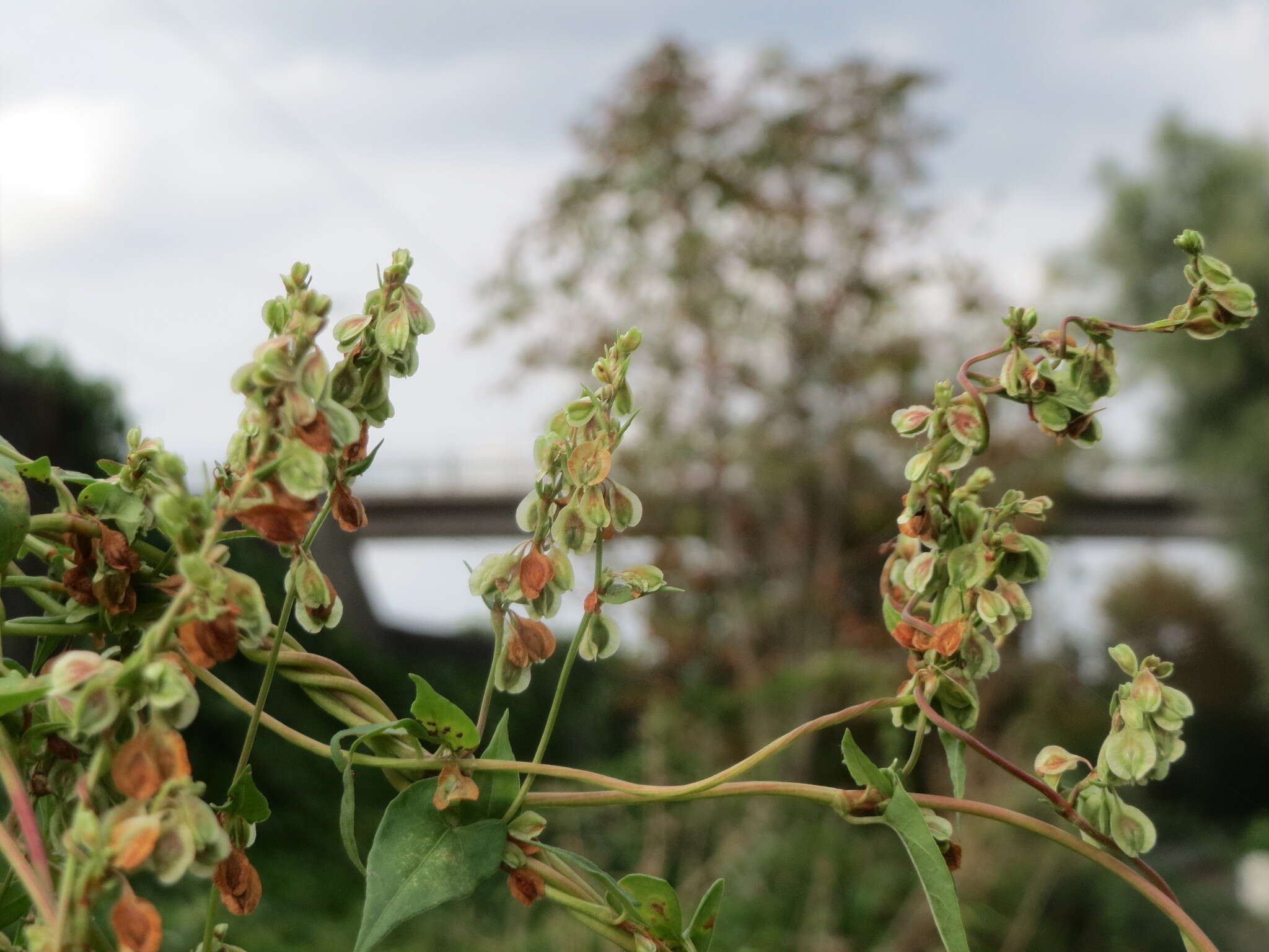 صورة Fallopia dumetorum (L.) J. Holub