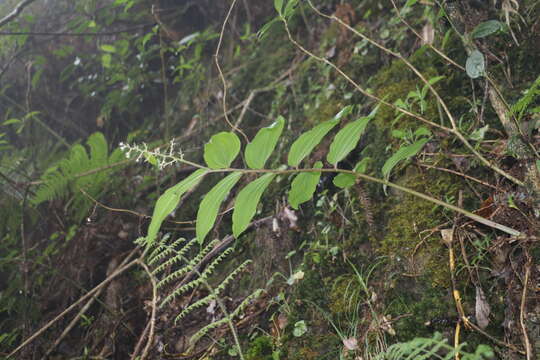 Maianthemum harae Y. H. Tseng & C. T. Chao的圖片