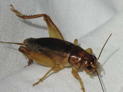 Image of Common Short-tailed Cricket