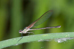 Imagem de Hetaerina vulnerata Hagen ex Selys 1853