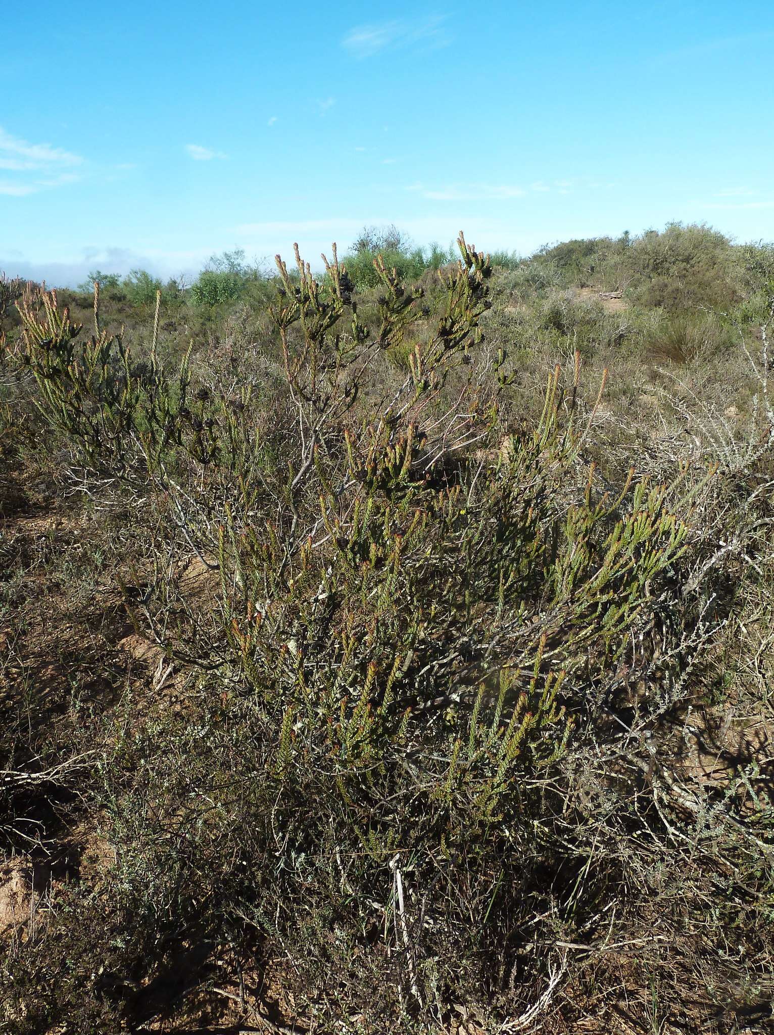 Image of Leucadendron thymifolium (Salisb. ex Knight) I. J. M. Williams