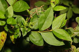 Image of California privet