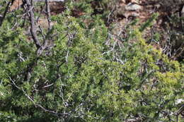 Image of Asparagus burchellii Baker