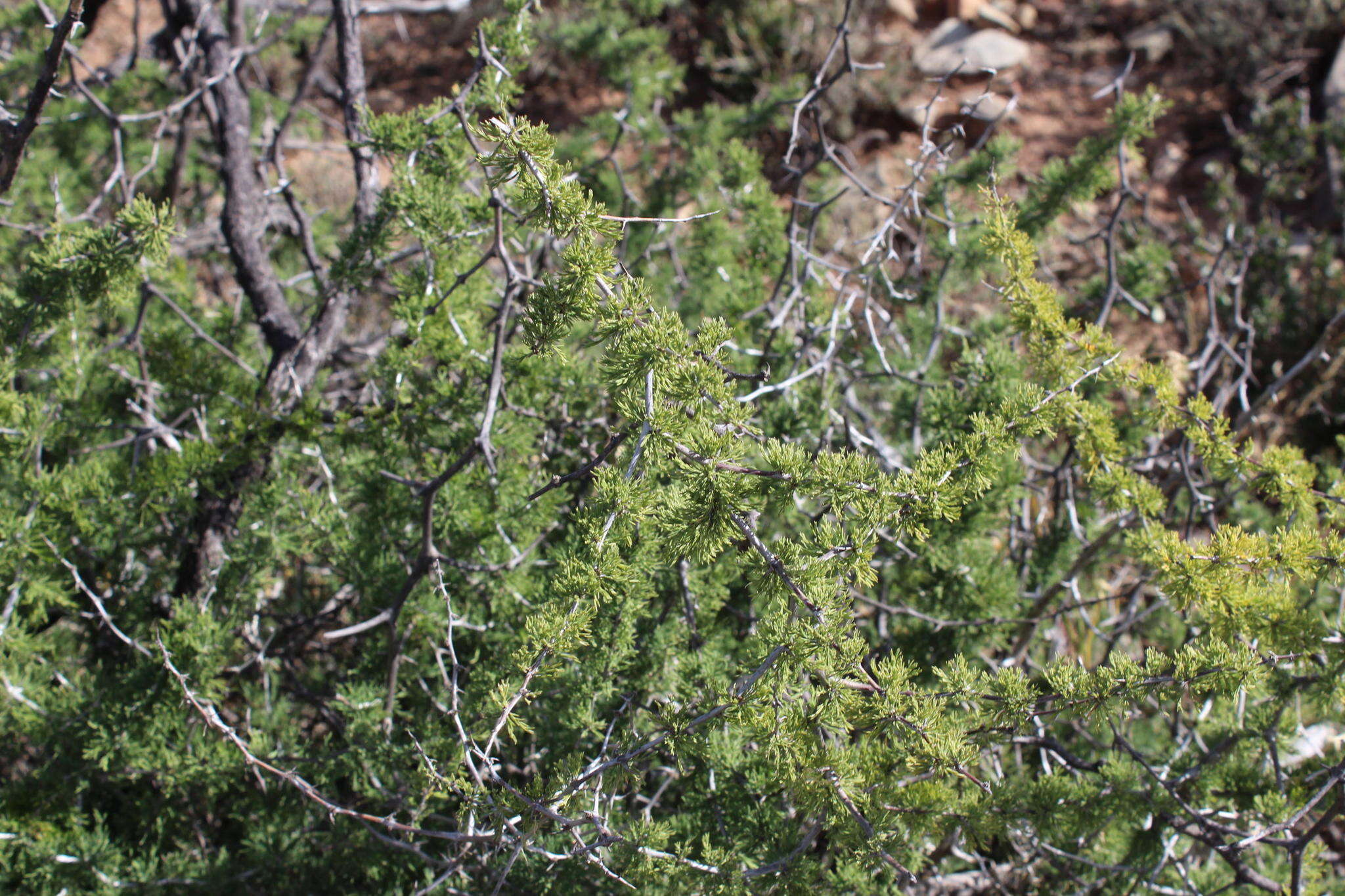 Image of Asparagus burchellii Baker