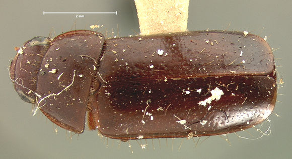 Image of <i>Pseudomorpha augustata</i>
