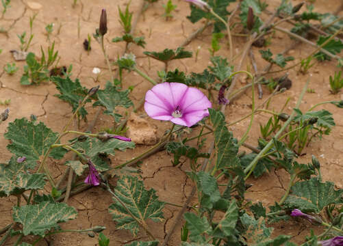 Image of Convolvulus stachydifolius Choisy