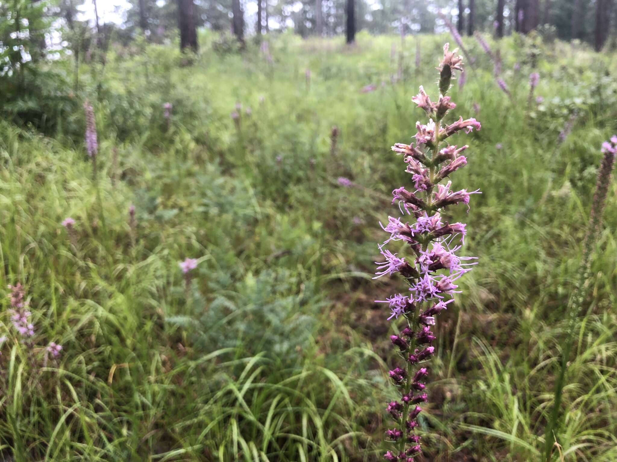 Image of prairie blazing star