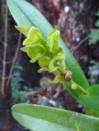 Image of Epidendrum alvarezdeltoroi Hágsater