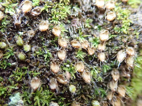 Image of diphyscium moss