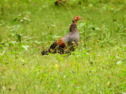 Image of Grey Junglefowl