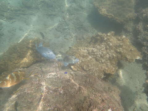 Image of Finescale Triggerfish