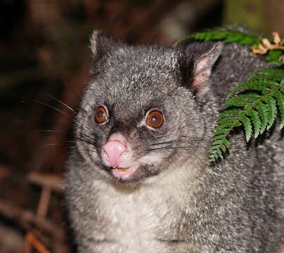 Image of Mountain Brushtail Possum