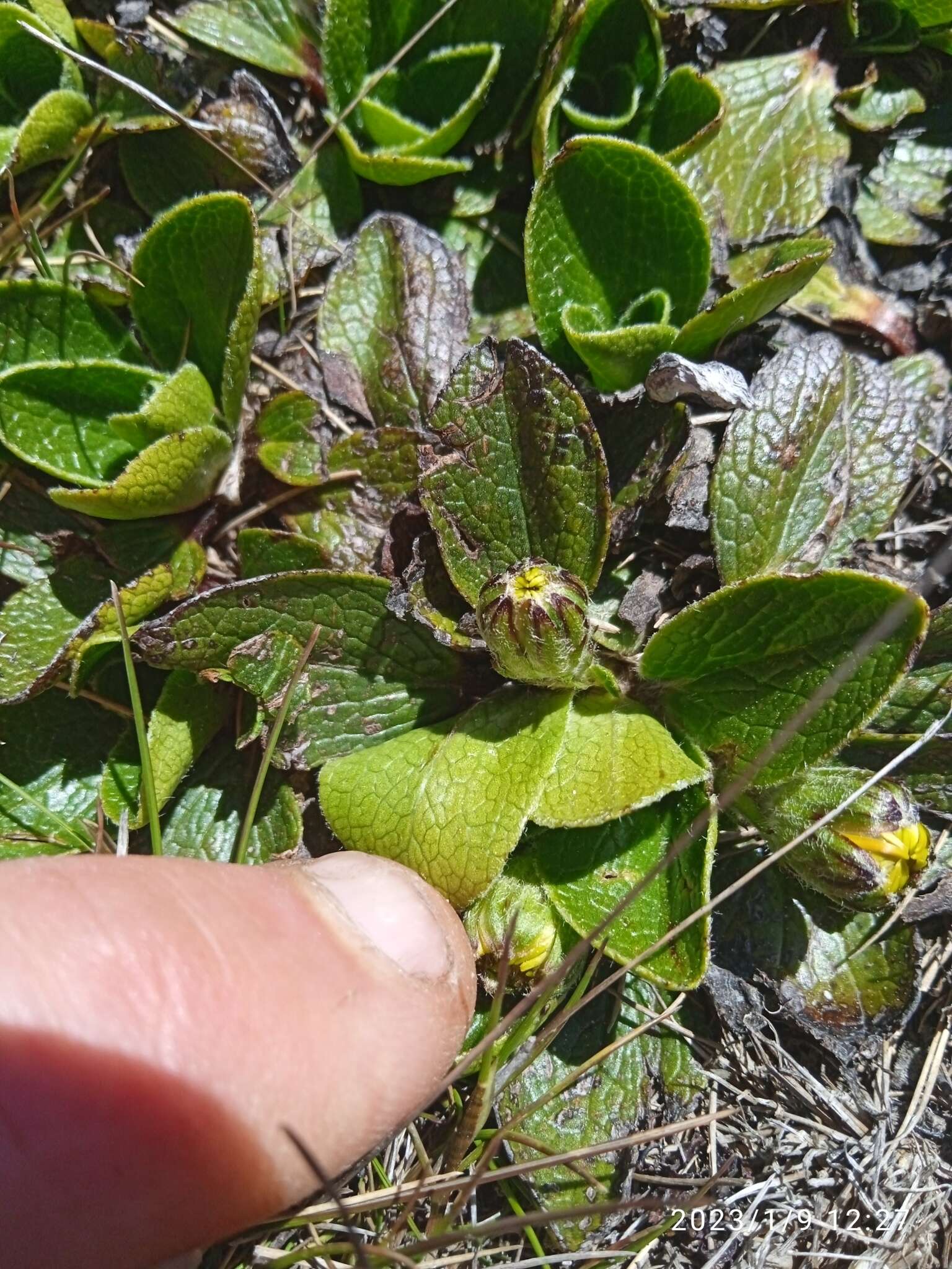 Image of Brachyglottis bellidioides var. orbiculata (Simps. & Thoms.) B. Nord.