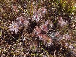 Image of Stylidium lineare Sw. ex Willd.