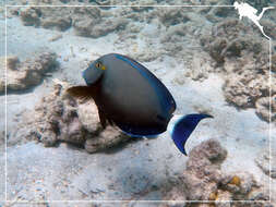 Image of Finelined Surgeonfish