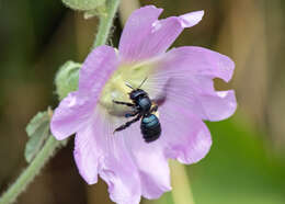 Plancia ëd Xylocopa iris (Christ 1791)