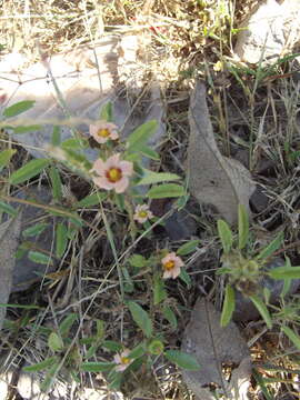 Image of bracted fanpetals