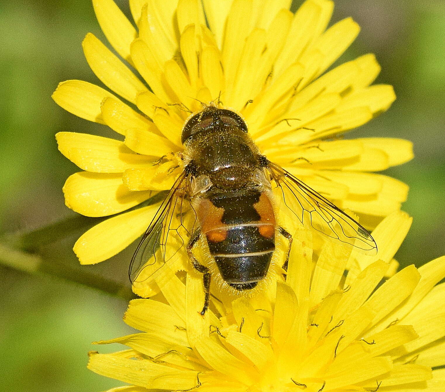 Image of Syrphid fly