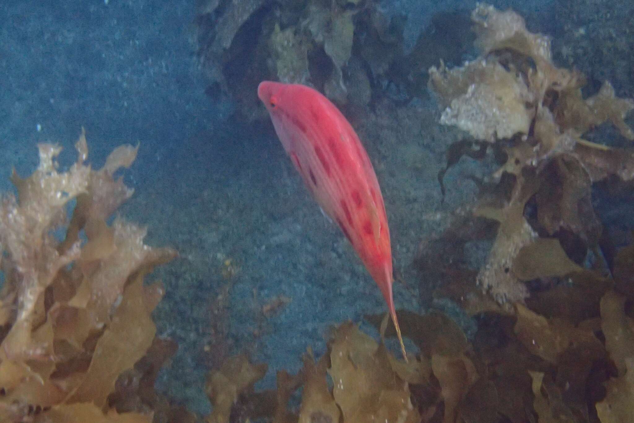 Bodianus unimaculatus (Günther 1862) resmi