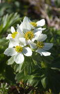 Imagem de Anemonastrum narcissiflorum subsp. villosissimum (DC.) A. Löve & D. Löve